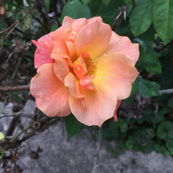 Meet your Posher, Carrie - Picture 1 of 1